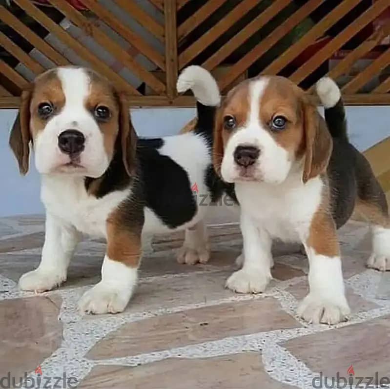 Beagle puppies// WhatsApp +971552543679 0