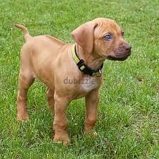 Whatsapp Me +96878738119 Rhodesian Ridgeback for sale 0