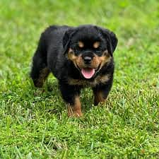 Whatsapp Me +96878738119 Rottweiler for sale