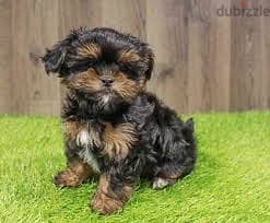 Whatsapp Me +96878738119 Shorkie for sale