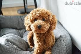 Whatsapp Me +96878738119 Toy poodle for sale