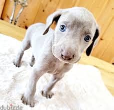 Whatsapp Me +96878738119 Weimaraner for sale