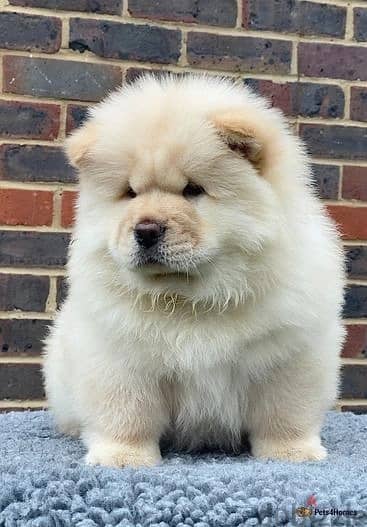 Whatsapp Me +966583921348 Chow Chow Puppies 1