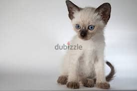 Whatsapp Me +96878738119 Siamese for sale 0