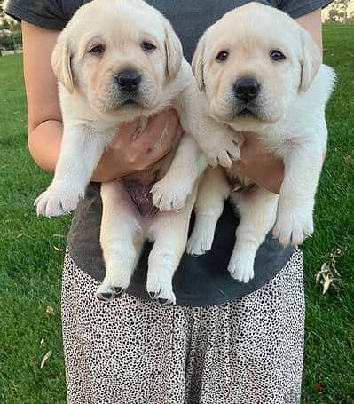 Labrador Retriever Puppies Whatsapp me +972553390216