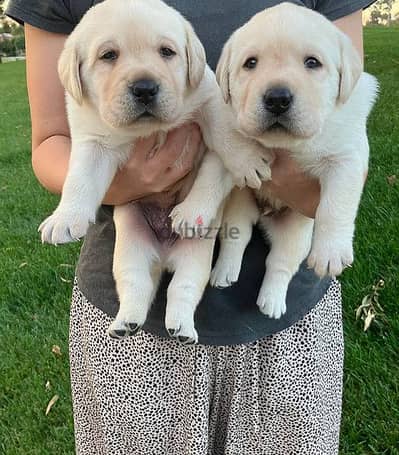 Labrador Retriever Puppies. Whatsapp me +972553390216.