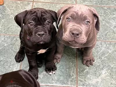 Cane Corso Puppies. Whatsapp me +972553390216.