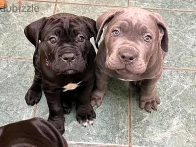 Whatsapp me +972553390216. Cane Corso Puppies