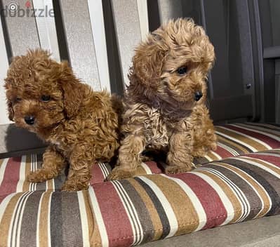 Toy Poodle Puppies. Whatsapp me +972553390216.