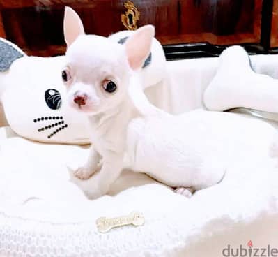 Chihuahua Puppies Whatsapp me +972553390216