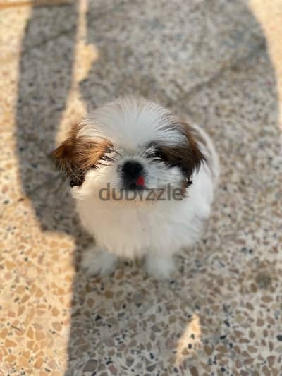 shih tzu female