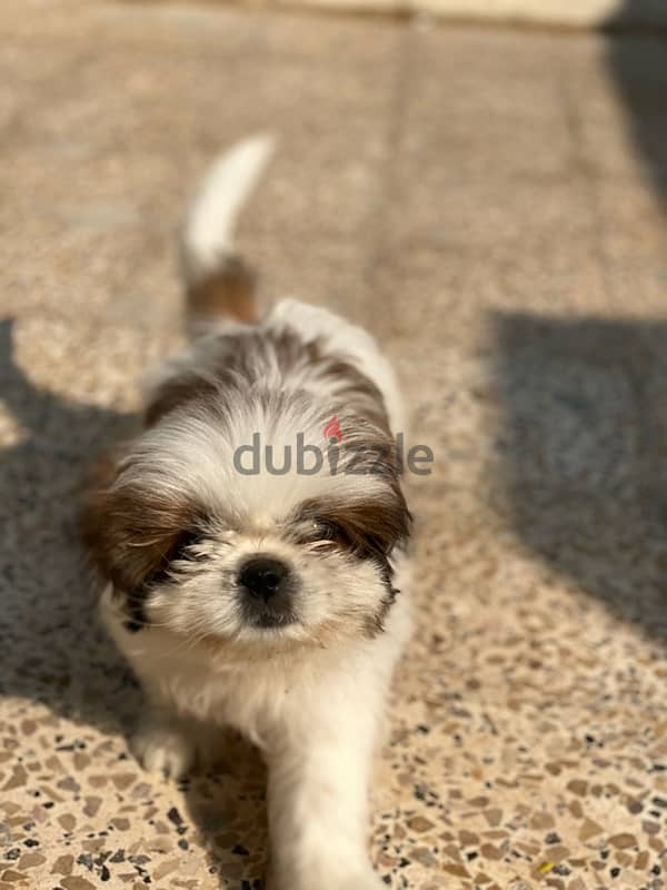 shih tzu female 1