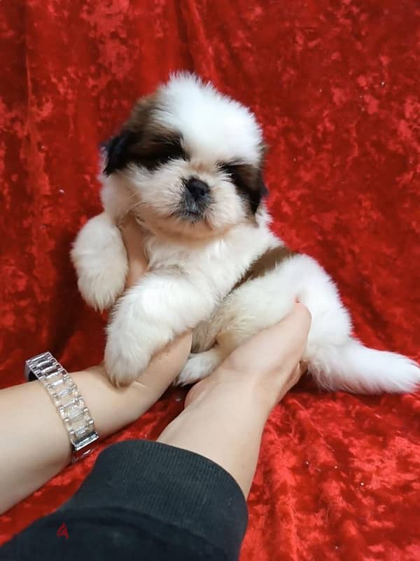 shih tzu female 2