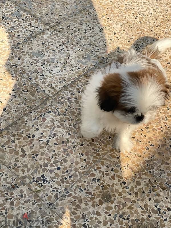 shih tzu female 3