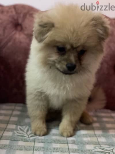 Pomeranian male