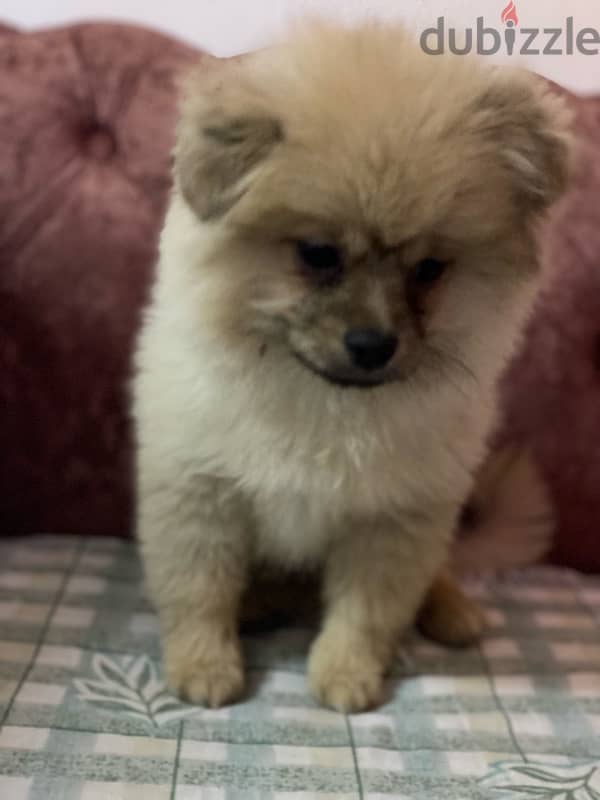 Pomeranian male 0