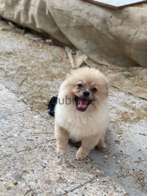 Pomeranian male 1