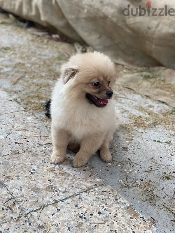 Pomeranian male 3