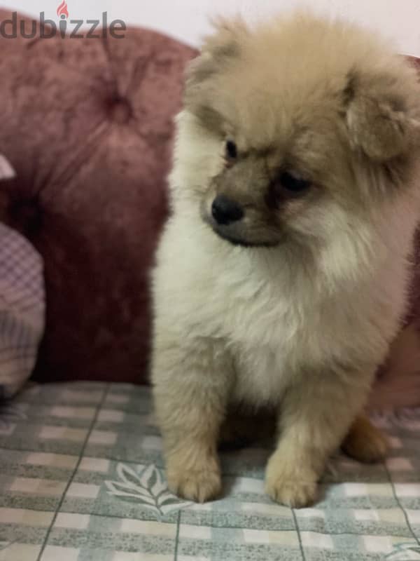 Pomeranian male 4