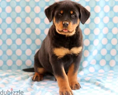 Whatsapp Me +966588993320 Rottweiler Puppies