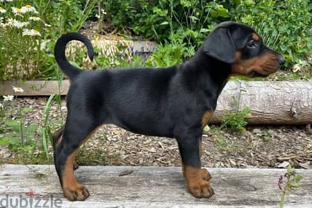 Whatsapp Me +972555074990 Doberman Puppies