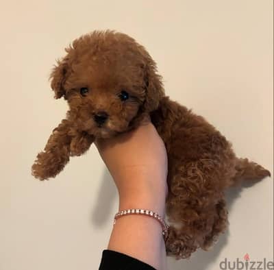 Tcup poodle puppy