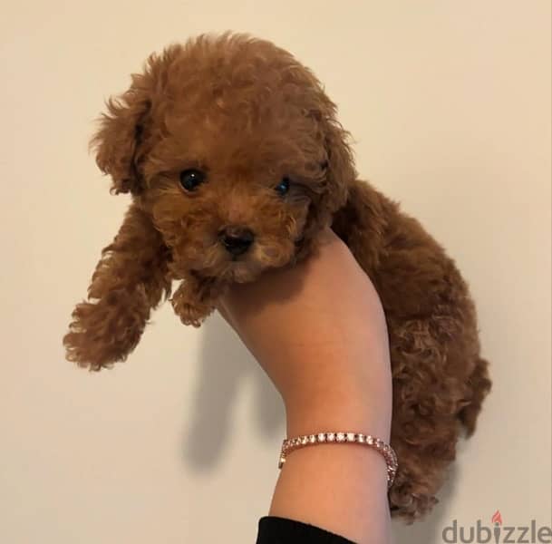 Tcup poodle puppy 1