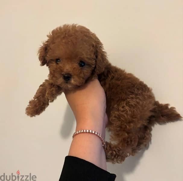 Tcup poodle puppy 2