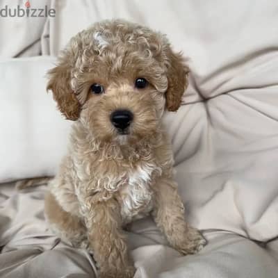 Poodle Puuppy