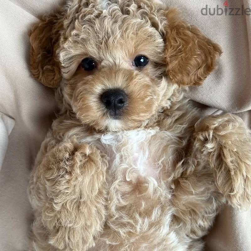 Poodle Puuppy 1