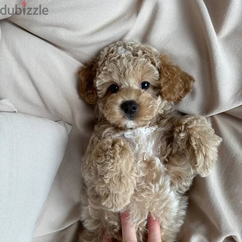 Poodle Puuppy 2