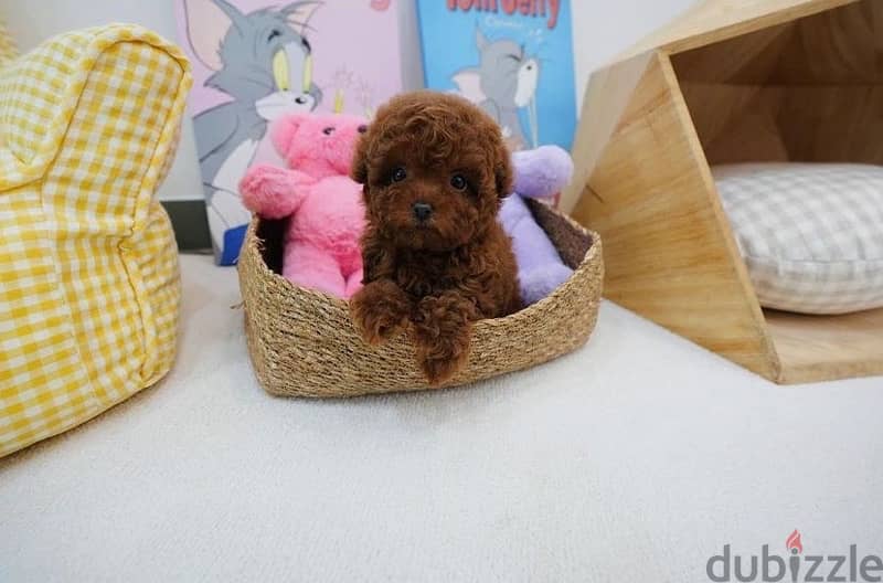 Female Tcup Poodle for sale 1