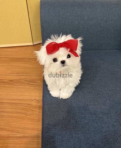 Cute Maltese puppy for sale