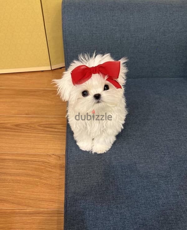 Cute Maltese puppy for sale 0