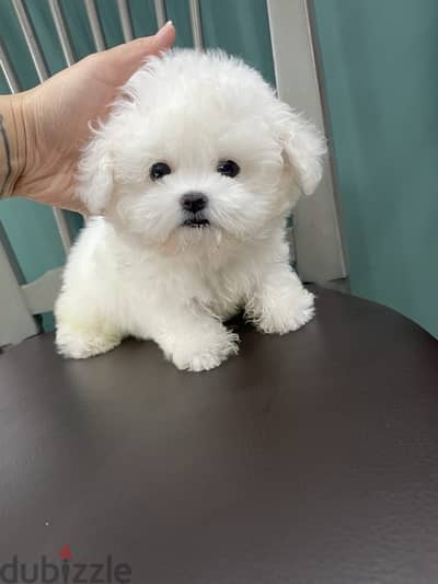 Clean White Poodle puppy for sale