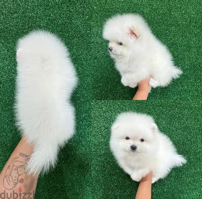 White Purebred Pomeranian for sale