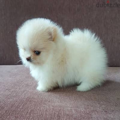 Excellent Trained Pomeranian for sale