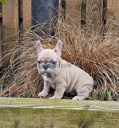 Whatsapp Me +972555074990 French Bulldog Puppies 1