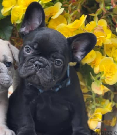 French Bulldog puppies for sale WhatsApp  +4917629216066