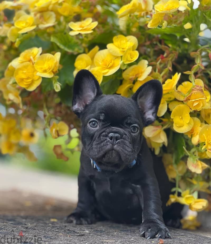 French Bulldog puppies for sale WhatsApp  +4917629216066 1