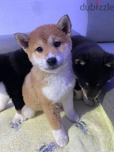 Whatsapp Me +966588993320 Shiba Inu Puppies 0