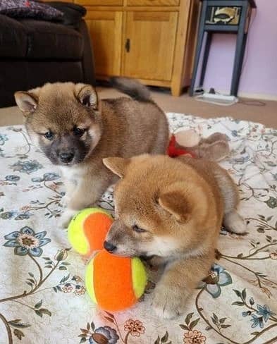 Whatsapp Me +966588993320 Shiba Inu Puppies 1