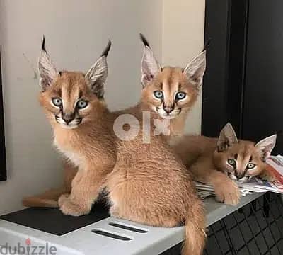 Whatsapp Me +966588993320 Caracal Cats 0