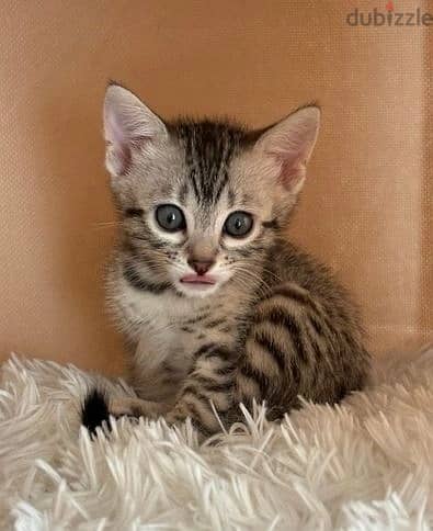 Whatsapp Me +972555074990 Bengal Cats