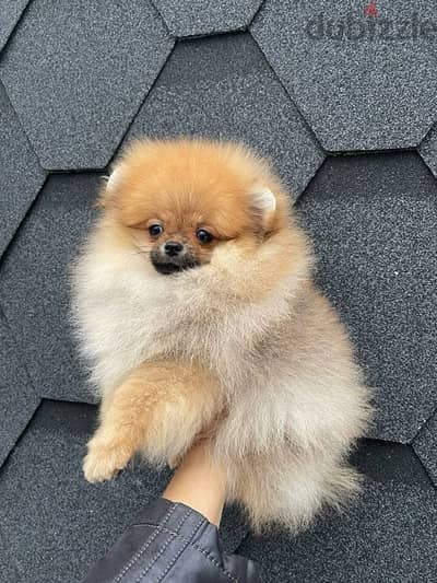 Male Pomeranian puppy for sale