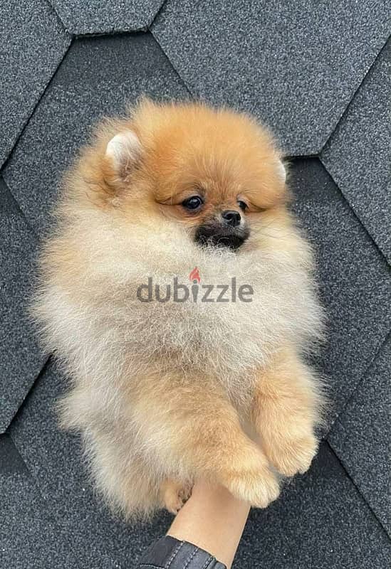 Male Pomeranian puppy for sale 1