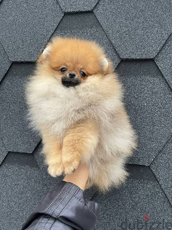 Male Pomeranian puppy for sale 2