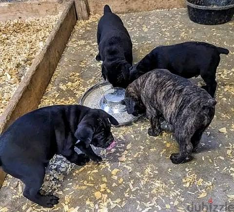 Cane Corso Puppies// WhatsApp Me +972555077288 1