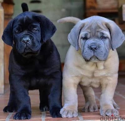 Cane Corso Puppies. Whatsapp me +972553390216.