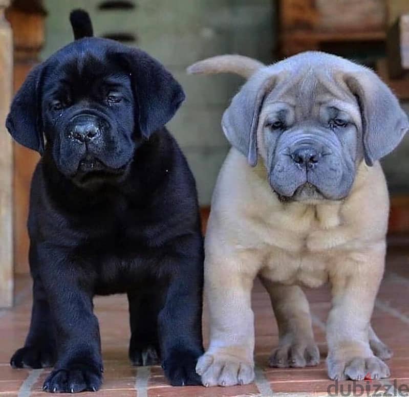 Cane Corso Puppies// WhatsApp Me +972555077288 0